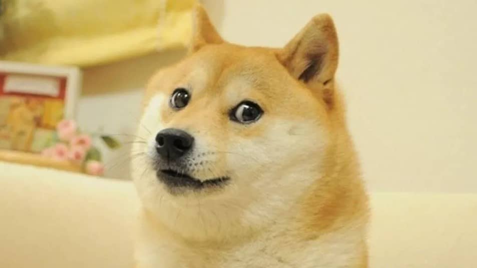 Foto de Kabosu que virou meme. Fonte: Reprodução.