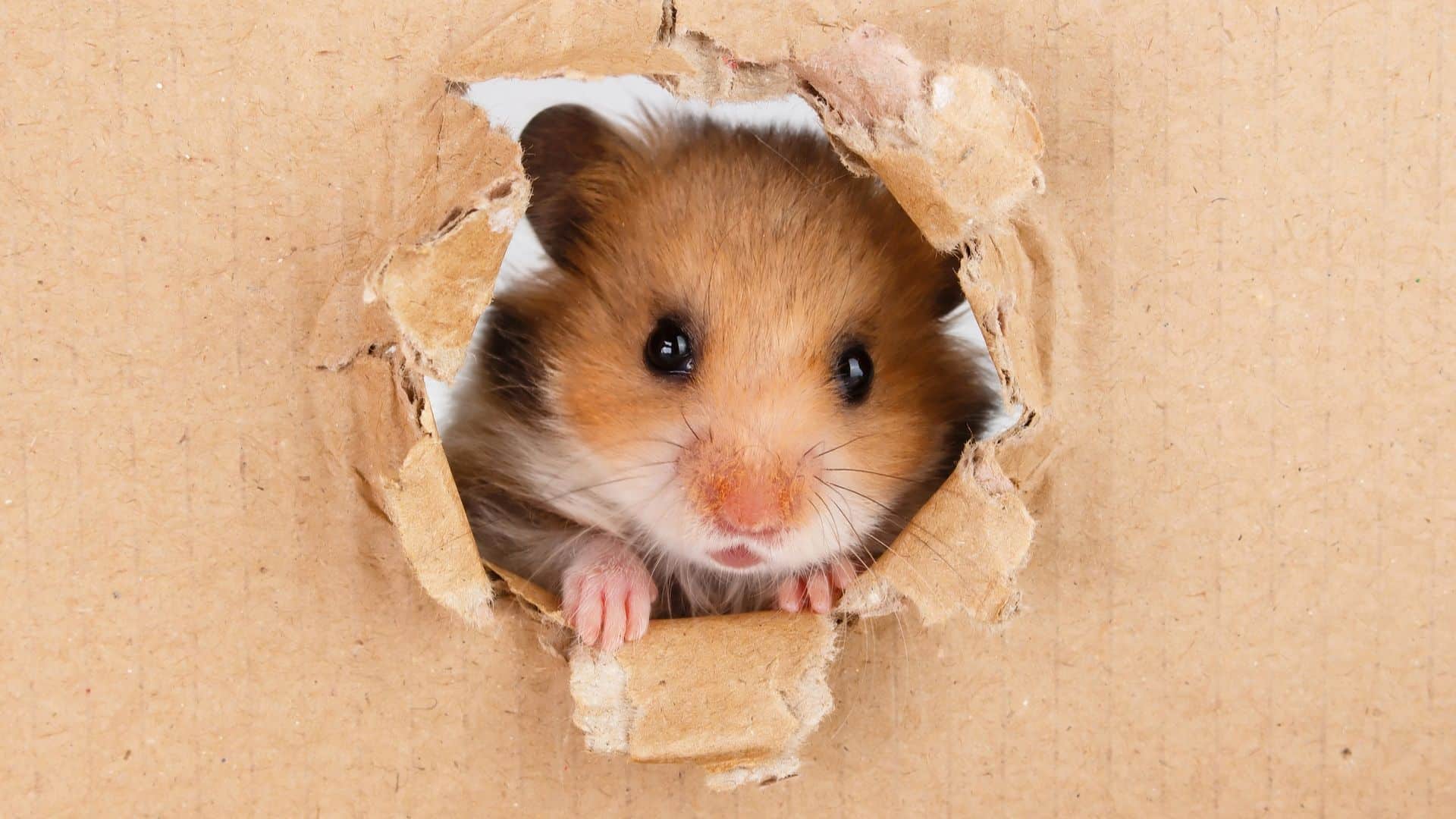 Hamster Kombat bane 2 milhões de usuários antes de airdrop