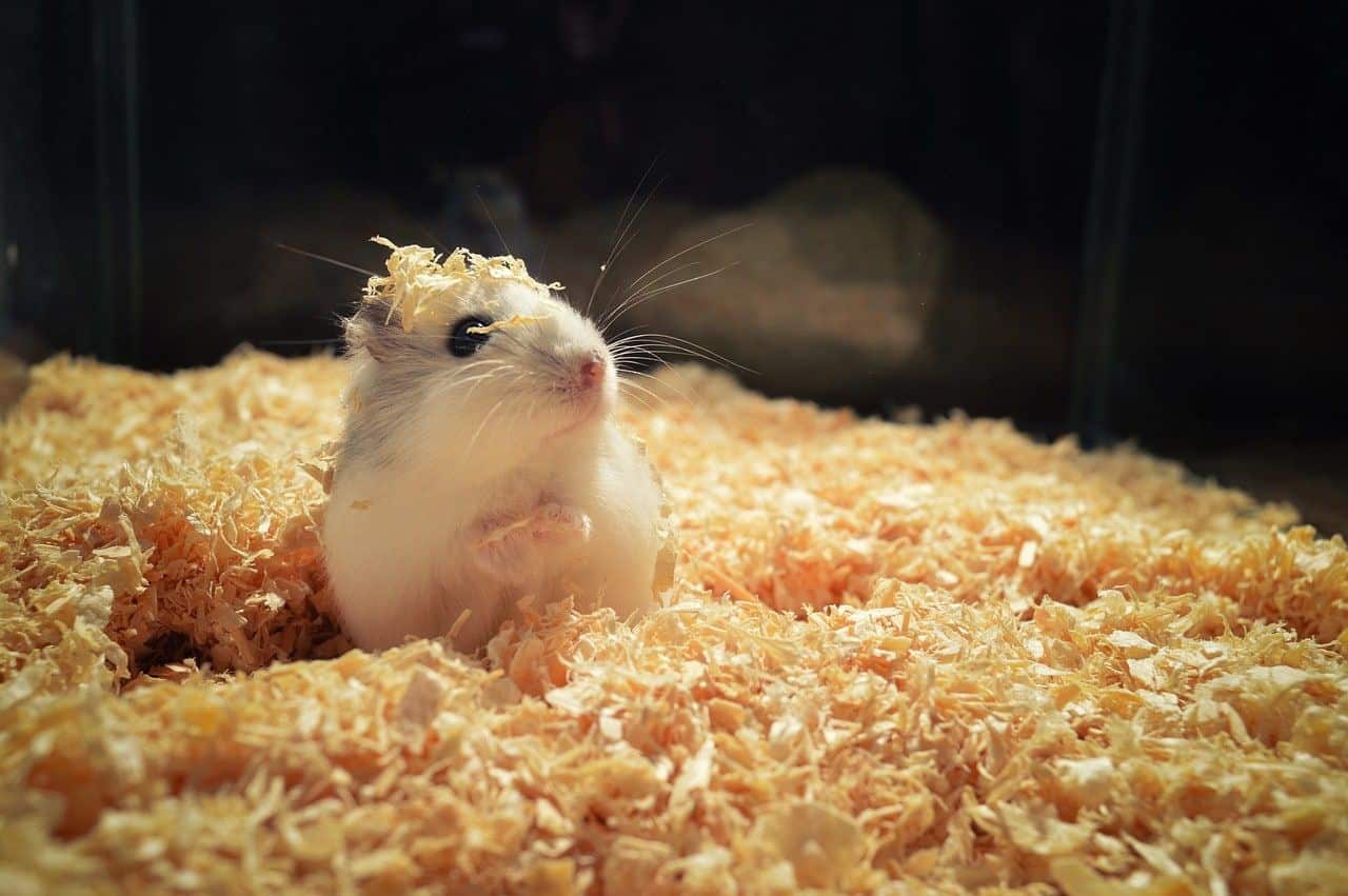 Hamster Kombat 'flopa' e usuários se dizem humilhados